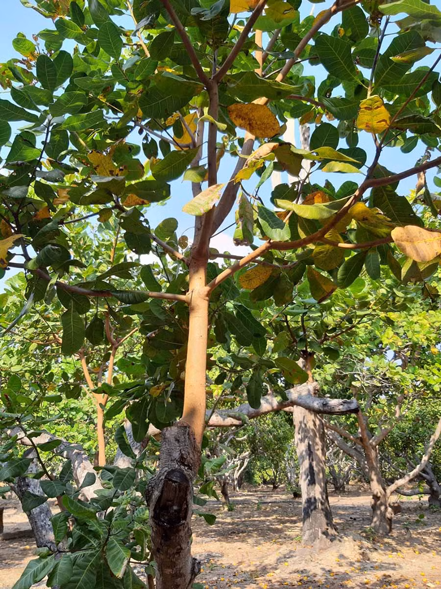 Những cây điều sau khi ghép phát triển rất nhanh. Ảnh: Hà Phương