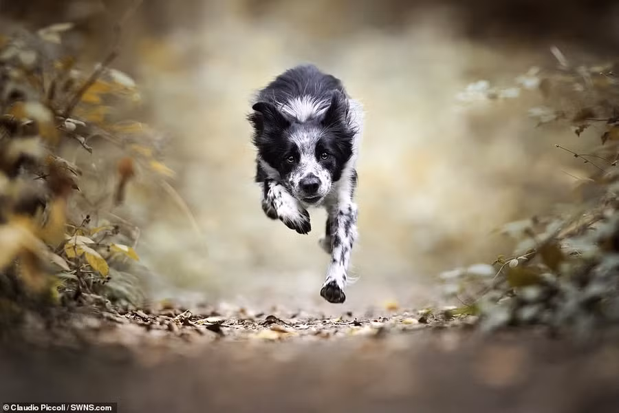  Niềm vui chỉ từ việc chạy bộ của chú chó tên Jake.