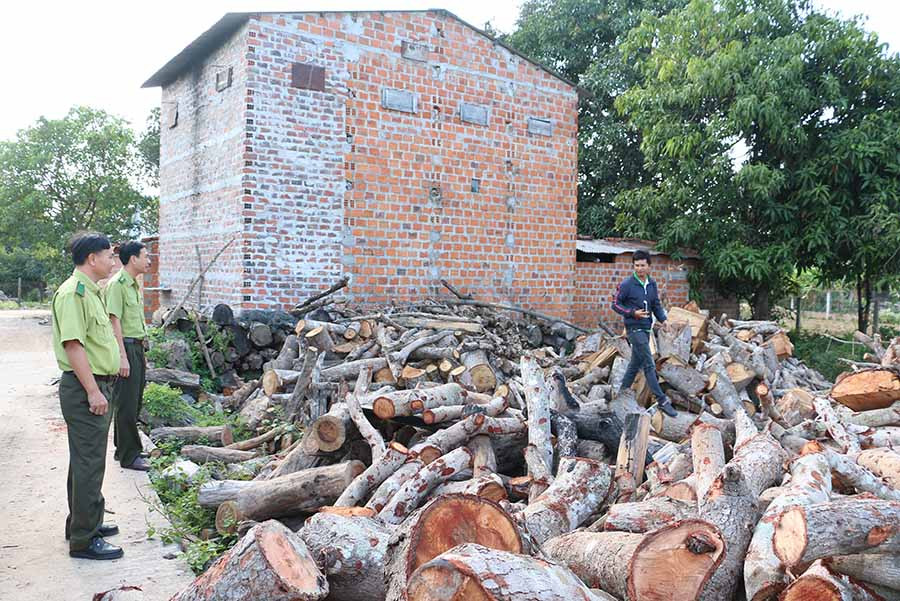 Lực lượng Kiểm lâm huyện Ia Pa kiểm tra việc sử dụng củi sấy thuốc lá. Ảnh: Đ.P Lực lượng Kiểm lâm huyện Ia Pa kiểm tra việc sử dụng củi đẻ sấy thuốc lá. Ảnh: Đ.P