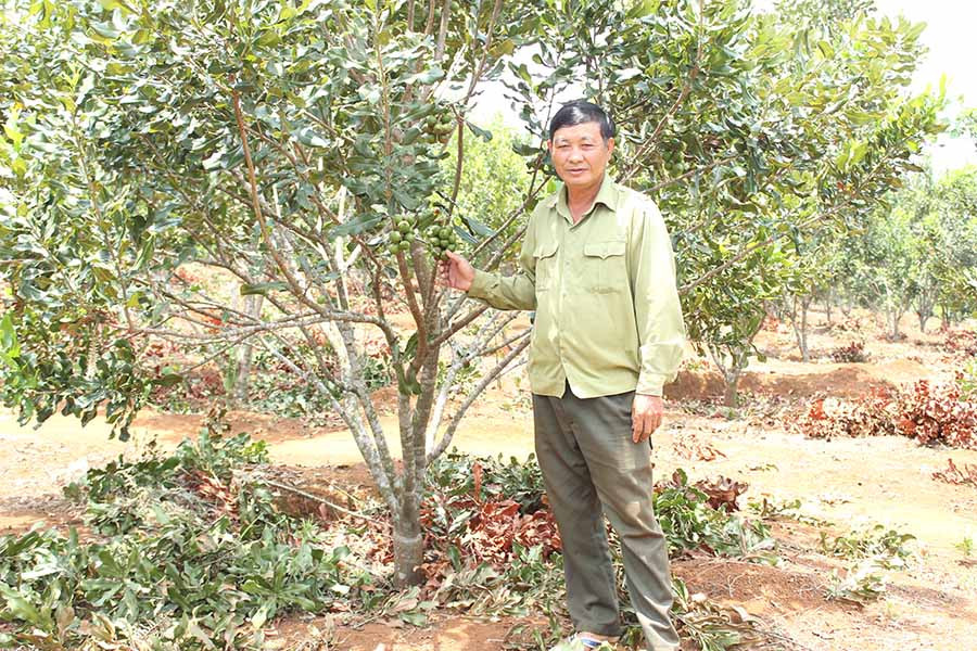 Vườn mắc ca của gia đình ông Ngô Mạnh Trường đang được đầu tư theo hướng thâm canh. Ảnh: N.D  Vườn mắc ca của gia đình ông Ngô Mạnh Trường đang được đầu tư theo hướng thâm canh. Ảnh: N.D
