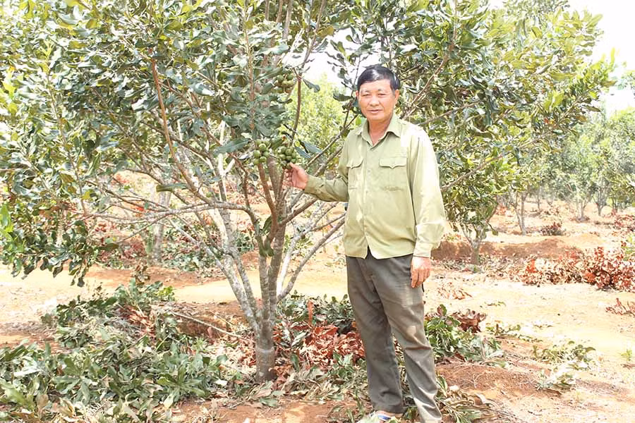  Vườn mắc ca của gia đình ông Ngô Mạnh Trường đang được đầu tư theo hướng thâm canh. Ảnh: N.D 