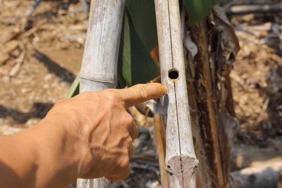 Một tổ ong bầu được anh Đường "quý như vàng". (Ảnh: PL) Một tổ ong bầu được anh Đường