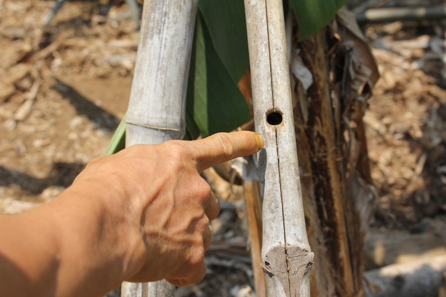 Một tổ ong bầu được anh Đường "quý như vàng". (Ảnh: PL) Một tổ ong bầu được anh Đường