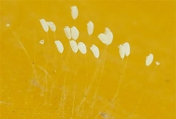 Vì có hình dáng khá giống nhau, lại xuất hiện ở những nơi thiêng liêng như chùa, đền, trên tượng Phật nên loài thực vật này dễ bị nhầm tưởng là hoa ưu đàm. Vì có hình dáng khá giống nhau, lại xuất hiện ở những nơi thiêng liêng như chùa, đền, trên tượng Phậtnên loài thực vật này dễ bị nhầm tưởng là hoa ưu đàm.