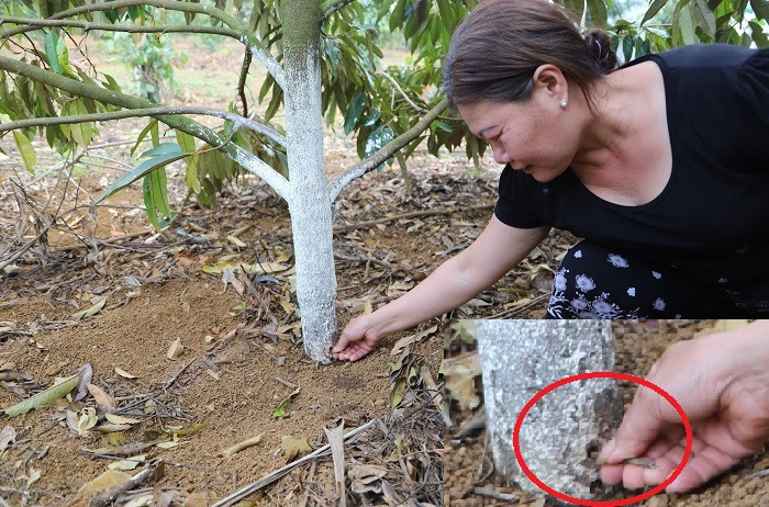 12 cây sầu riêng trong vườn của bà Phượng bị khoan lỗ vào gốc cây, nghi đổ hóa chất đầu độc. 12 cây sầu riêng trong vườn của bà Phượng bị khoan lỗ vào gốc cây, nghi đổ hóa chất đầu độc.