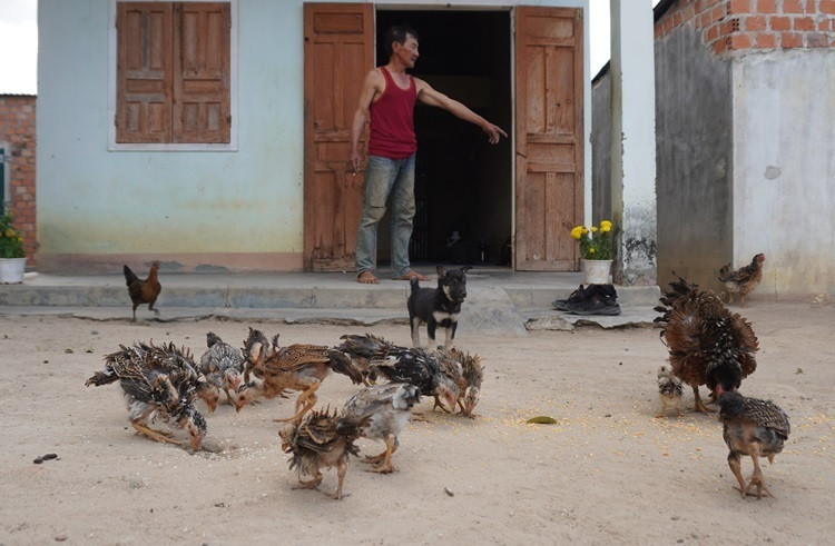 Đàn gà lông ngược của gia đình ông Hùng. Ảnh: Trần Hóa. Đàn gà lông ngược của gia đình ông Hùng. Ảnh: Trần Hóa.