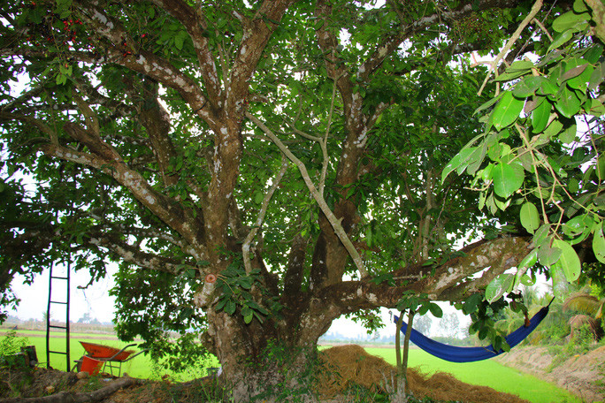 Đây là cây trâm cho quả ngọt, chua và chát rất thơm ngon của một thời tuổi thơ khó quên