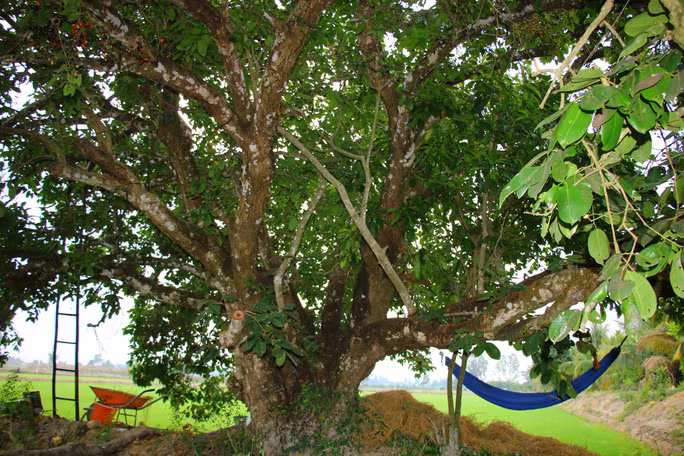 Đây là cây trâm cho quả ngọt, chua và chát rất thơm ngon của một thời tuổi thơ khó quên