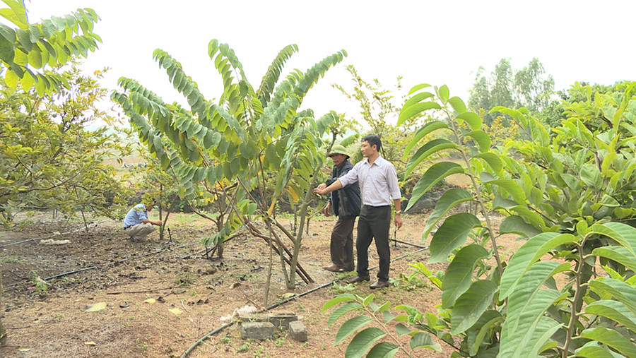 Na Đài Loan được phát triển theo phương pháp ghép cành trên gốc cây địa phương tại vườn nhà ông Vũ Văn Biềng, thôn Giếng Đá, xã Tiền An, TX Quảng Yên, tỉnh Quảng Ninh. Na Đài Loan được phát triển theo phương pháp ghép cành trên gốc cây địa phương tại vườn nhà ông Vũ Văn Biềng, thôn Giếng Đá, xã Tiền An, TX Quảng Yên, tỉnh Quảng Ninh.