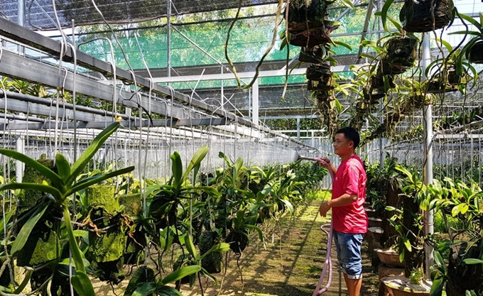  Vườn lan hơn 1.200 mét vuông do một tay anh Trung chăm sóc.