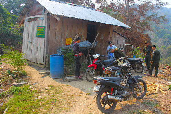  Một cây giáng hương cổ thụ. Ảnh: H.S