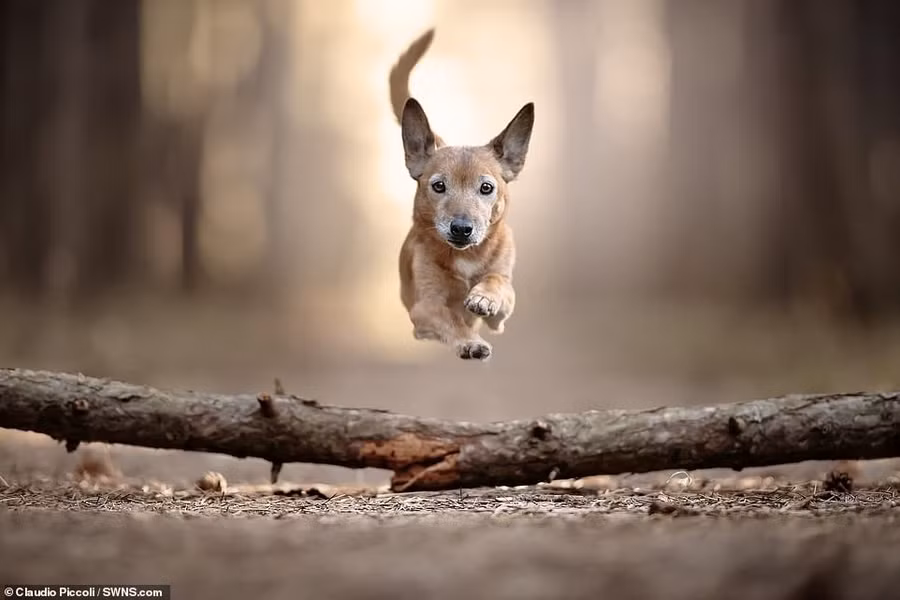 Trong một hình ảnh khác, chú chó Toby đáng yêu dường như đang rất tập trung khi nhảy lên không vượt qua một cành cây lớn trên đường chạy.