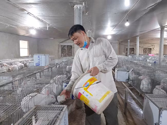 Nhờ nuôi giống thỏ New Zealand, anh Nguyễn Công Đinh, xã Trường Sinh, huyện Sơn Dương (Tuyên Quang) đã có thu nhập trên 200 triệu đồng/năm. Ảnh: Đình Quân.