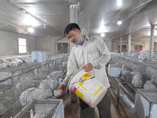 Nhờ nuôi giống thỏ New Zealand, anh Nguyễn Công Đinh, xã Trường Sinh, huyện Sơn Dương (Tuyên Quang) đã có thu nhập trên 200 triệu đồng/năm. Ảnh: Đình Quân.