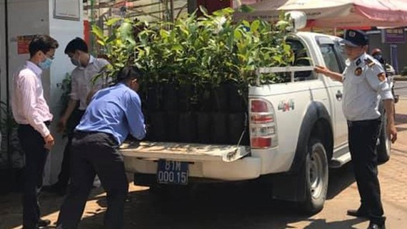  100 cây K’nia được anh Nguyễn Quang Huy tặng thị xã An Khê (tỉnh Gia Lai)