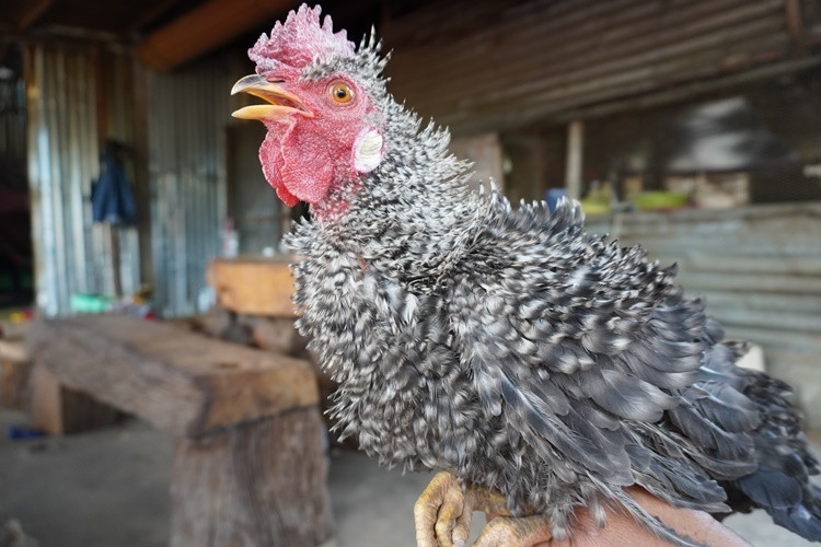 Con gà lông ngược ông A Ly không bán, giữ lại để gây đàn. Ảnh: Trần Hóa. Con gà lông ngược ông A Ly không bán, giữ lại để gây đàn. Ảnh: Trần Hóa.
