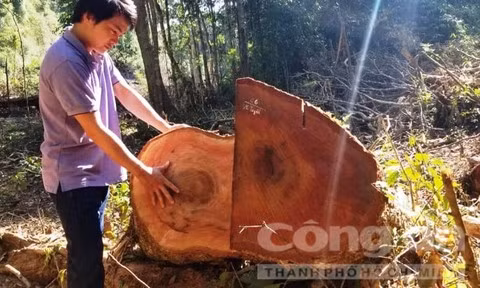 Một cây bị hạ nằm khá xa hành lang đường dây 500kV được đánh dấu “ngoài tuyến”