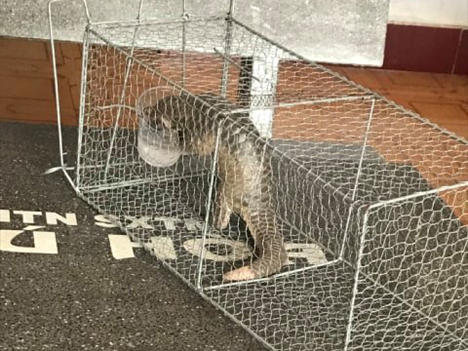  Cá thể tê tê java được người dân giao nộp cho Hạt kiểm lâm TX.An Nhơn - Ảnh: Kiểm lâm cung cấp