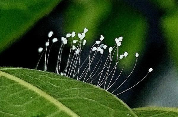 Loài hoa trắng tinh khiết, hính dáng như quả chuông tí hon được cho là hoa ưu đàm. Loài hoa trắng tinh khiết, hính dáng như quả chuông tí hon được cho là hoa ưu đàm.