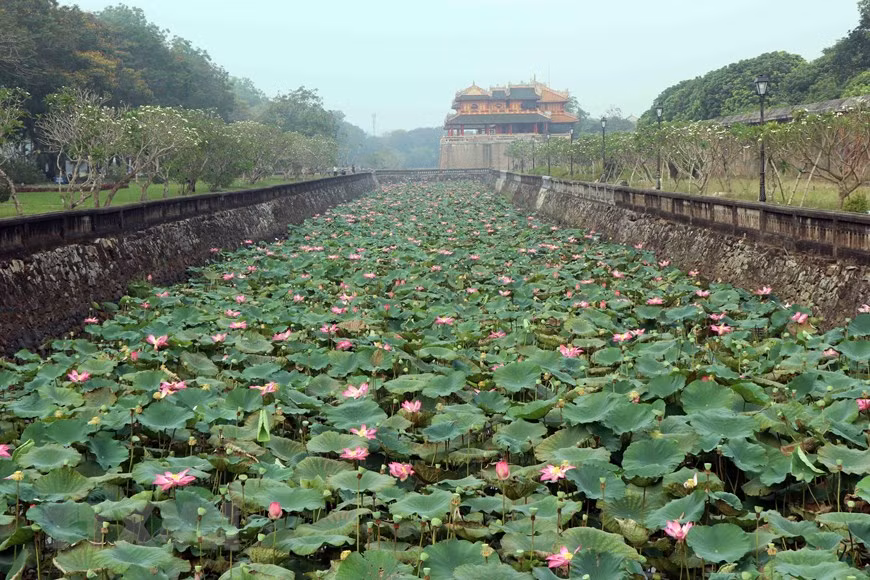  Hoa sen bung nở ở quanh khu vực Đại Nội. (Ảnh: Đỗ Trưởng/TTXVN)