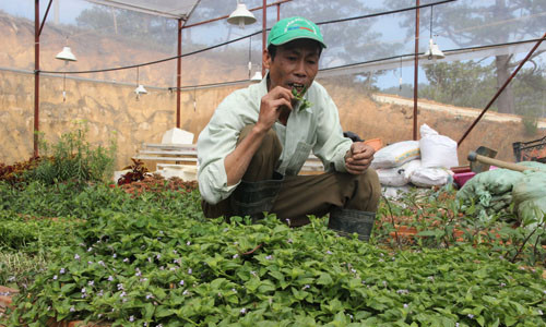 Công nhân tại Trung tâm quốc tế Rừng nhiệt đới – Vườn quốc gia Bidoup Núi Bà ăn thử rau rừng ngay tại vườn.