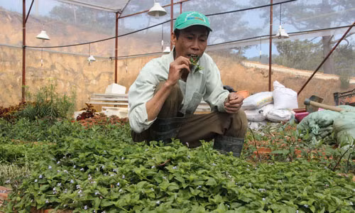 Công nhân tại Trung tâm quốc tế Rừng nhiệt đới – Vườn quốc gia Bidoup Núi Bà ăn thử rau rừng ngay tại vườn.