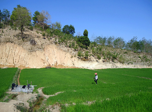  Cánh đồng lúa dưới chân núi Chư Pao. Ảnh: DUY LÊ