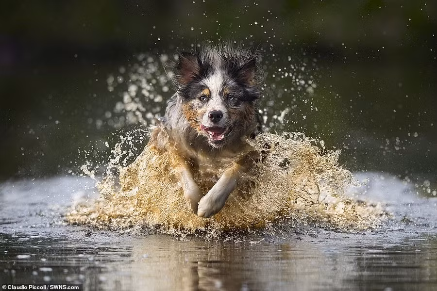 Một chú chó chăn cừu Úc (Australian Shepherd) đang vui vẻ băng qua một vũng nước.