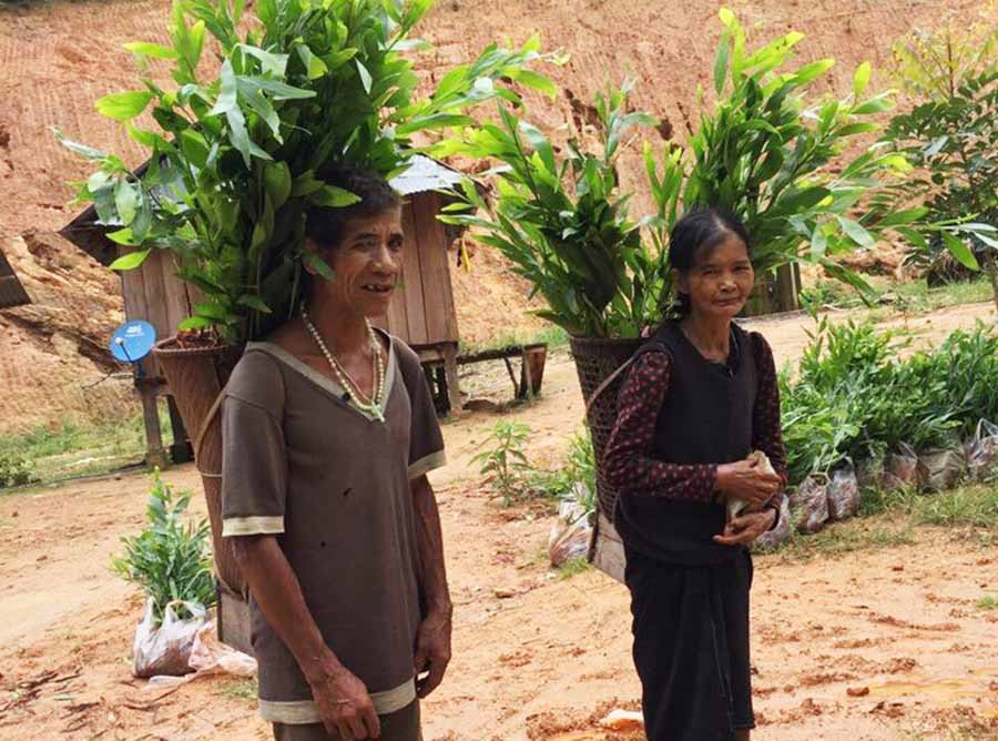 Người dân tận dụng đất nương rẫy cũ, đất trống, đất mì bạc màu để trồng rừng. Ảnh: M.N Người dân tận dụng đất nương rẫy cũ, đất trống, đất mỳ bạc màu để trồng rừng. Ảnh: M.N