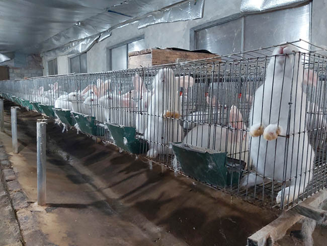 Theo anh Định, giống thỏ New Zealand là giống nhập ngoại, vóc dáng to con, trọng lượng lớn, dễ nuôi, sinh sản nhiều, thịt thơm ngon, mà giá bán ngoài thị trường có giá cao. Hiện tại, anh Định đang xuất bán thỏ thịt với giá từ 70.000– 80.000 đồng/kg. Ảnh: Đình Quân.