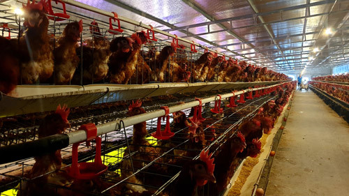 Nhờ cách chăm sóc đặc biệt (cho gà nghe nhạc, nuôi trên mặt nước) trang trại của anh Nguyễn Văn Chung mang lại thu nhập gần 100 triệu đồng/tháng. Ảnh: Lưu Khuyên