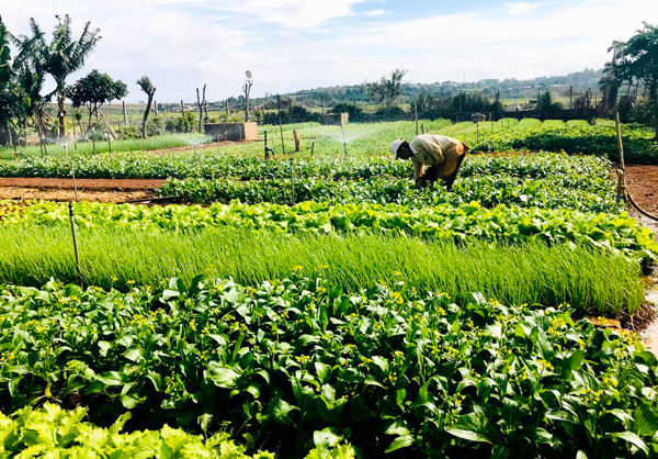 Nhiều nhà vườn trồng rau trên địa bàn tỉnh vẫn tích cực sản xuất để có nguồn thu hàng ngày. Ảnh: T.D