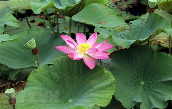 Vẻ đẹp cổ kính, phủ bóng thời gian của những công trình kiến trúc cung đình kết hợp đồng điệu với những đóa hoa sen tươi mới, mềm mại, nhiều màu sắc tạo nên vẻ đẹp riêng có của Huế vào mỗi mùa sen nở. (Ảnh: Đỗ Trưởng/TTXVN) Vẻ đẹp cổ kính, phủ bóng thời gian của những công trình kiến trúc cung đình kết hợp đồng điệu với những đóa hoa sen tươi mới, mềm mại, nhiều màu sắc tạo nên vẻ đẹp riêng có của Huế vào mỗi mùa sen nở. (Ảnh: Đỗ Trưởng/TTXVN)