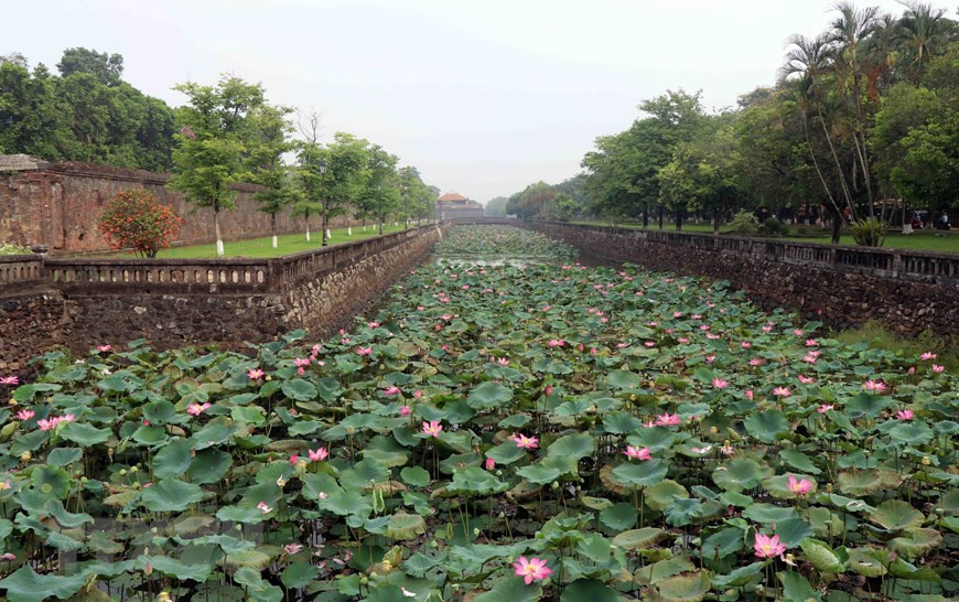 Hoa sen được người dân trồng ở nhiều ao, hồ trên địa bàn tỉnh Thừa Thiên-Huế nhưng có lẽ những bông sen kheo sắc đẹp nhất chính là tại khu vực Đại Nội. (Ảnh: Đỗ Trưởng/TTXVN) Hoa sen được người dân trồng ở nhiều ao, hồ trên địa bàn tỉnh Thừa Thiên-Huế nhưng có lẽ những bông sen kheo sắc đẹp nhất chính là tại khu vực Đại Nội. (Ảnh: Đỗ Trưởng/TTXVN)