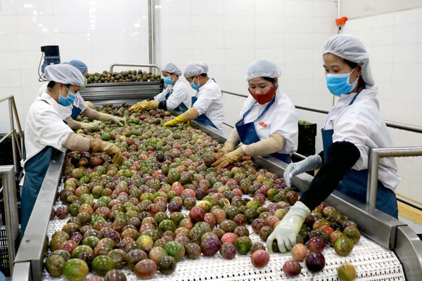 Dây chuyền sản xuất nước chanh dây cô đặc của Trung tâm chế biến rau quả Doveco Gia Lai. Ảnh: P.N