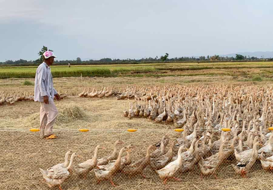  Ông Trần Ngọc Hải (phường Cheo Reo, thị xã Ayun Pa) lùa vịt về điểm tập kết sau một ngày chăn thả. Ảnh: V.C