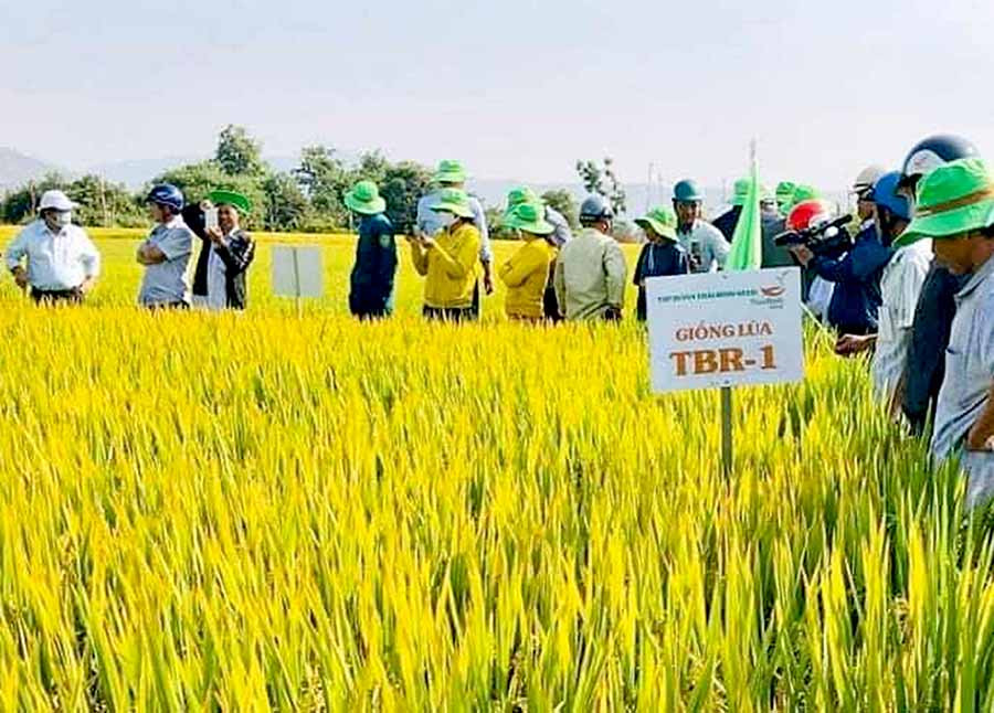 Mô hình sản xuất lúa giống TBR-1 cấp xác nhận tại xã Chư Răng cho thu nhập cao. Ảnh: Đ.P  Mô hình sản xuất lúa giống TBR-1 cấp xác nhận tại xã Chư Răng cho thu nhập cao. Ảnh: Đ.P