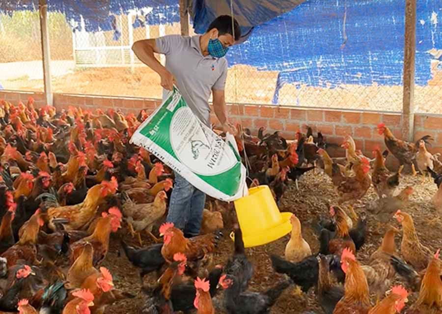  Nuôi gà trên đệm lót sinh học giúp tiết kiệm nhân công dọn dẹp, giảm mùi hôi, tránh ô nhiễm môi trường. Ảnh: P.V
