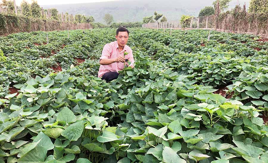  Anh Nguyễn Duy Ngợi (Công ty Cao su Mang Yang) bên vườn khoai trồng trên diện tích cao su tái canh. Ảnh: Đ.Y