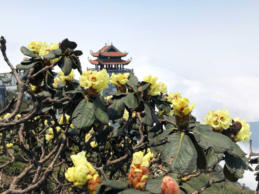 Tuyến cáp treo dẫn tới đỉnh thiêng Fansipan cũng là tuyến đường rừng hội tụ nhiều gốc đỗ quyên đẹp nhất dãy Hoàng Liên khi có tuổi đời từ 500 - 700 năm tuổi. Tuyến cáp treo dẫn tới đỉnh thiêng Fansipan cũng là tuyến đường rừng hội tụ nhiều gốc đỗ quyên đẹp nhất dãy Hoàng Liên khi có tuổi đời từ 500 - 700 năm tuổi.