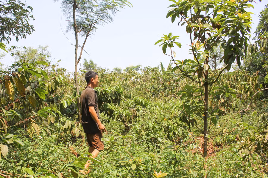 Giữa mùa khô hạn, vườn cà phê đặc sản của anh Vũ Mạnh Đường vẫn xanh tốt. (Ảnh: PL) Giữa mùa khô hạn, vườn cà phê đặc sản của anh Vũ Mạnh Đường vẫn xanh tốt. (Ảnh: PL)