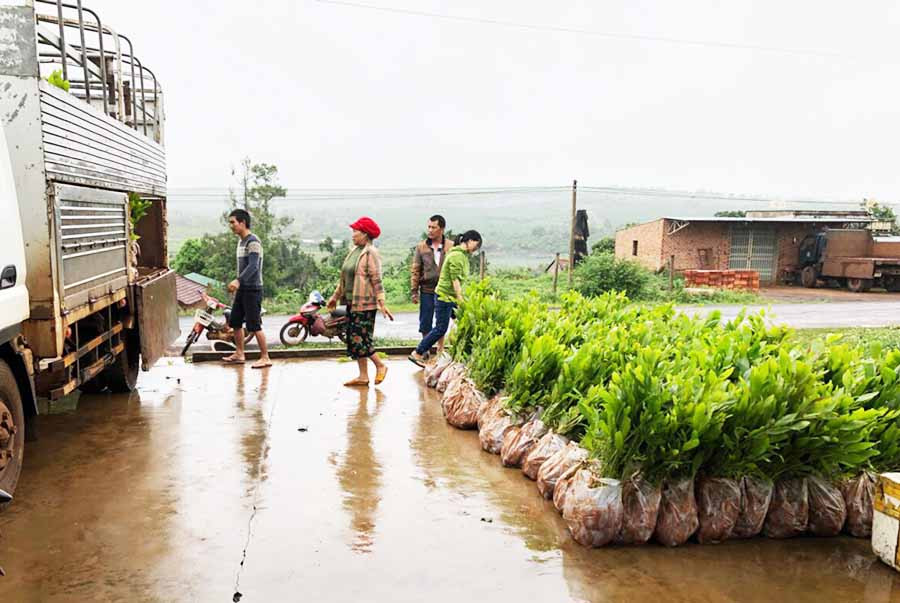 Người dân xã Hà Đông chuẩn bị cây giống trồng rừng. Ảnh: M.N Người dân xã Hà Đông chuẩn bị cây giống trồng rừng. Ảnh: M.N