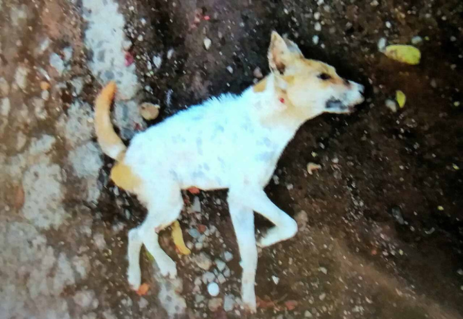 Con chó này đã cắn nhiều người trong sáng 1-4. Ảnh: Như Nguyện