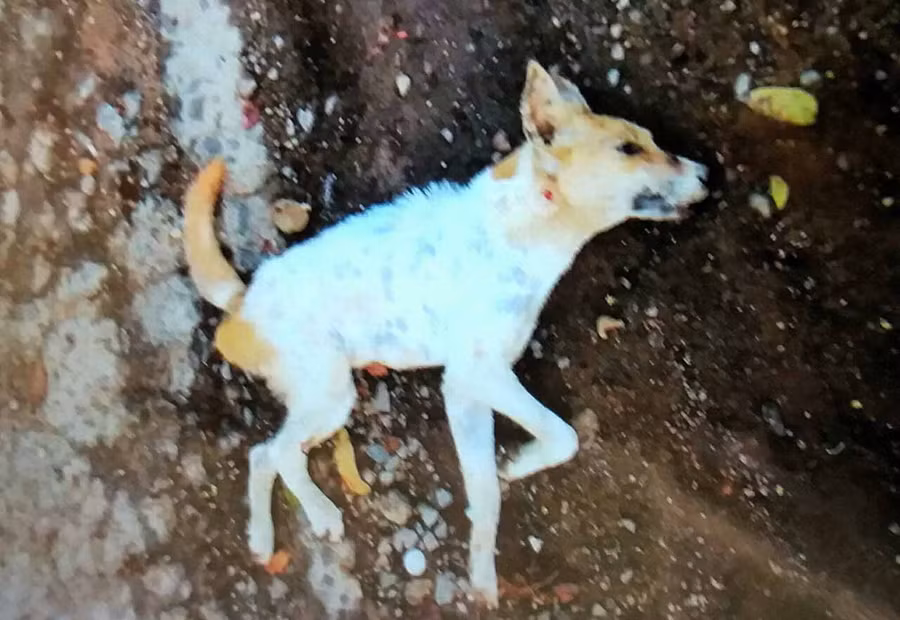 Con chó này đã cắn nhiều người trong sáng 1-4. Ảnh: Như Nguyện