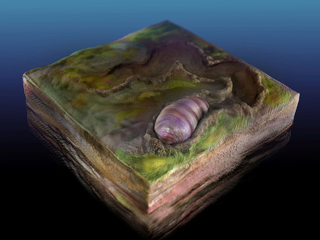  Hình vẽ mô phỏng sinh vật Ikaria wariootia từng sống dưới đáy biển Reuters