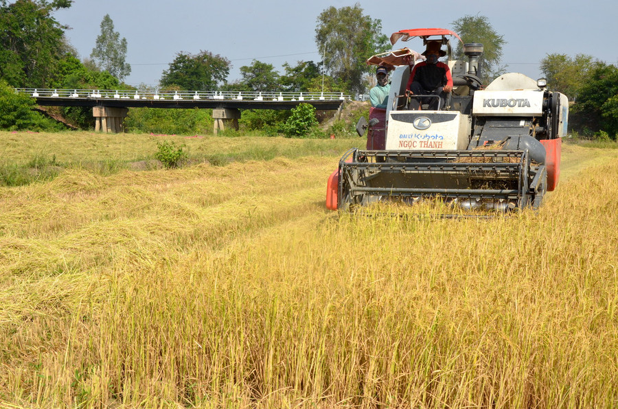  Người dân xã Ia Rtô (thị xã Ayun Pa) thu hoạch lúa. Ảnh: Đ.P