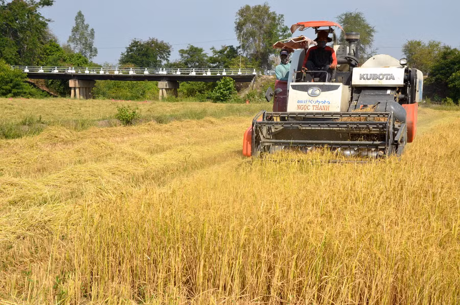  Người dân xã Ia Rtô (thị xã Ayun Pa) thu hoạch lúa. Ảnh: Đ.P