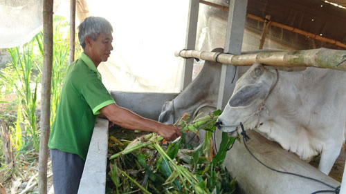 Người dân được đảng viên hỗ trợ vốn để chăn nuôi bò, có điều kiện vươn lên thoát nghèo bền vững