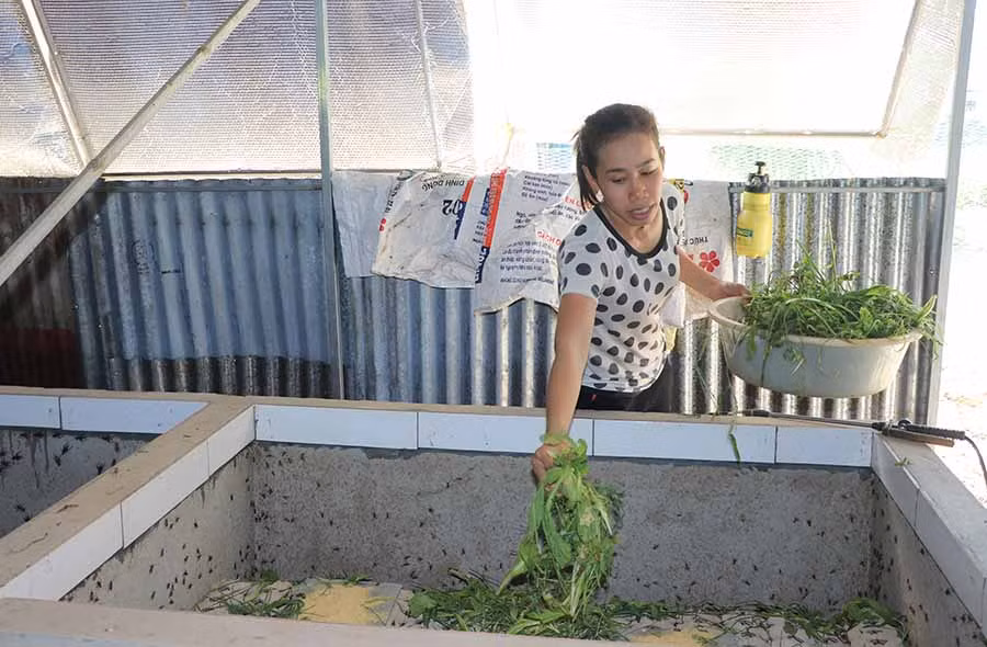  Chị Phan Thị Kim Chi (tổ 3, phường Tây Sơn, thị xã An Khê) cho dế ăn. Ảnh: N.M