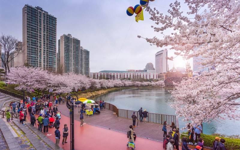 Vào thời điểm đầu tháng 4, hoa anh đào nở rộ quanh hồ Seokchon, nằm ở phía đông thủ đô Seoul (Ảnh: Klook)